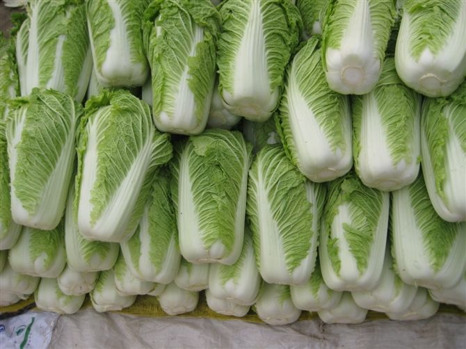 大白菜冷庫安裝好后儲藏需要做好哪些準備工作？