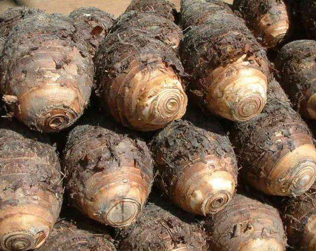 芋頭冷庫建造，芋頭保鮮庫的使用