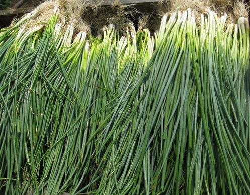 如何利用保鮮冷庫(kù)對(duì)大蔥進(jìn)行正確儲(chǔ)藏？