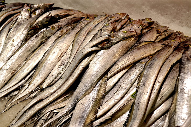 舟山建造100平方帶魚冷庫(kù)費(fèi)用